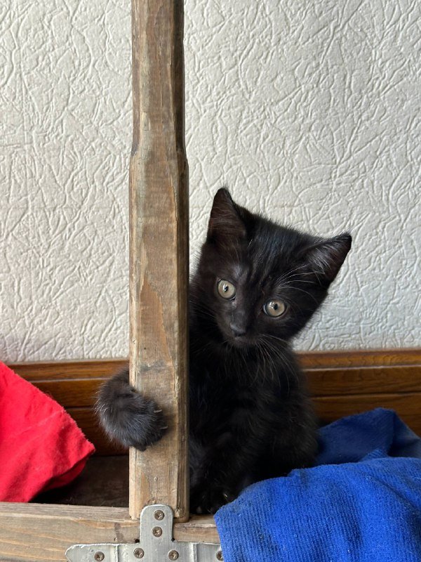 серый котенок, черный котенок 7