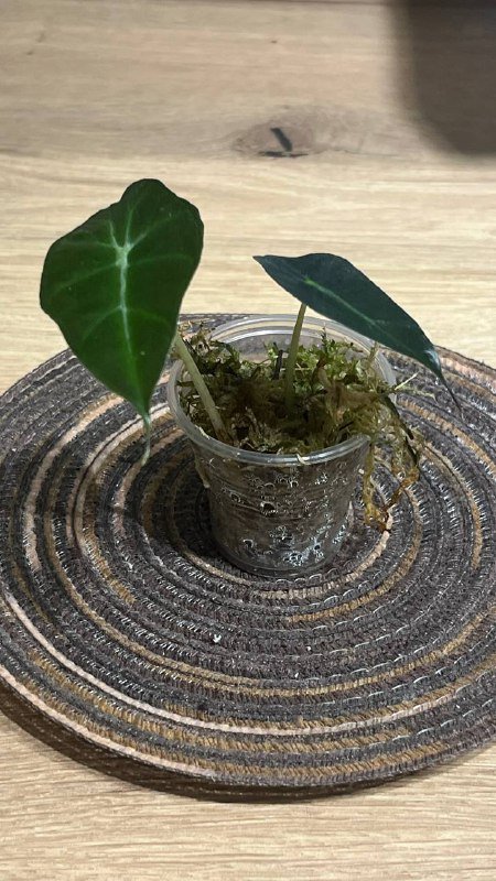 Алоказии и Бегония амфиоксус для продажи 7