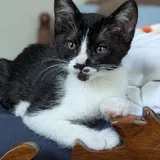 Кошка Пандора, котёнок 4