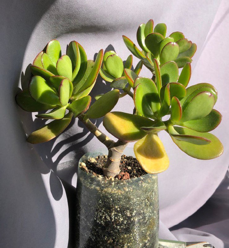 денежное дерево