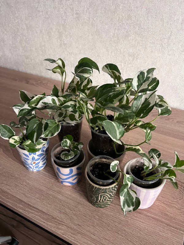 Желтела, Боди размер S 4