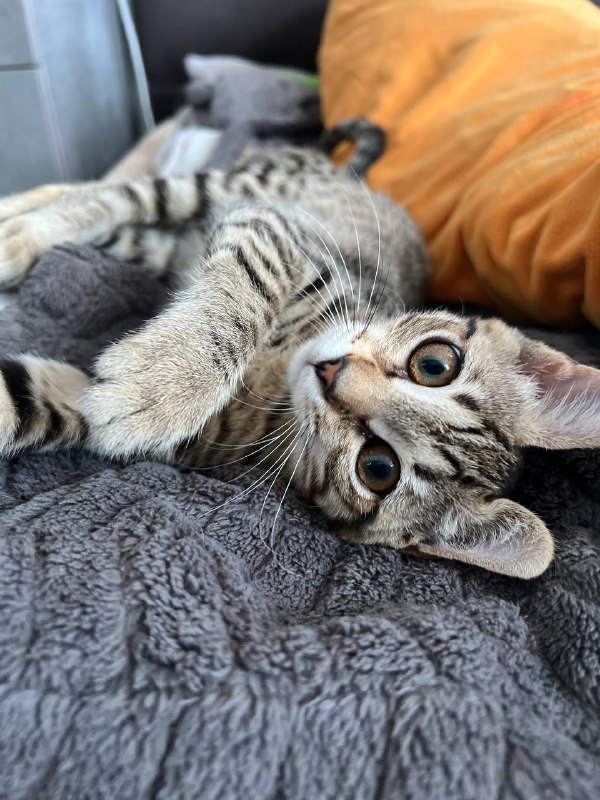 Игривая кисонька 3 месяца, здоровая, с вакцинацией 3