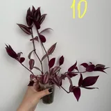 Комнатные растения, цветы 5