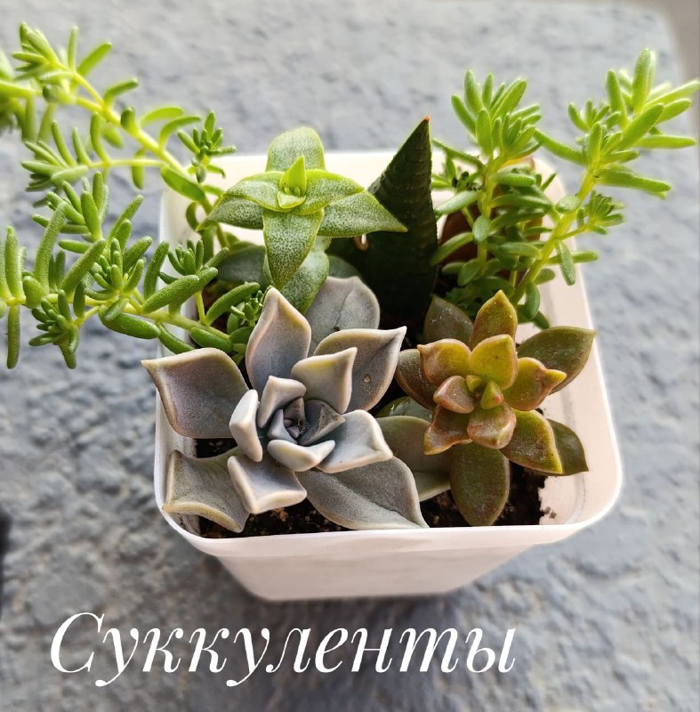 Традесканция, Суккуленты, Декабрист, Красула Голлум 4
