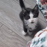 Котенок мальчик 2