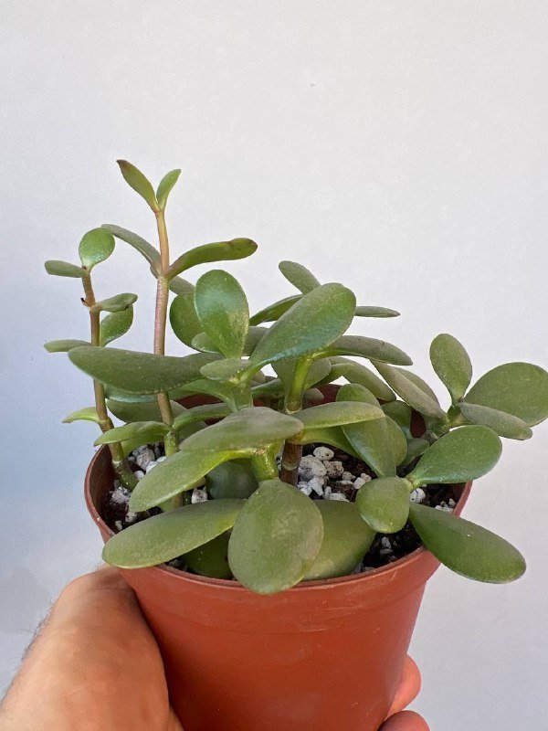 Комнатные растения: Пеперомия, Крассула, Колеус, Алоэ и др. 2