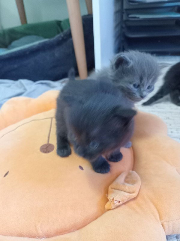 Котята 7