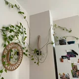 Pothos plants 2
