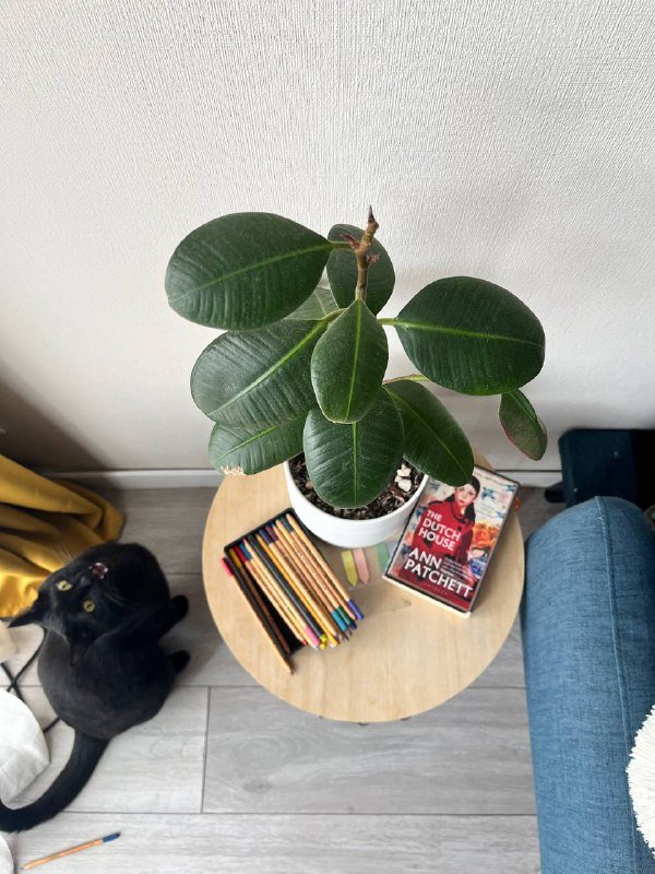 Кумкват в керамическом горшке, Фикус в керамике 3