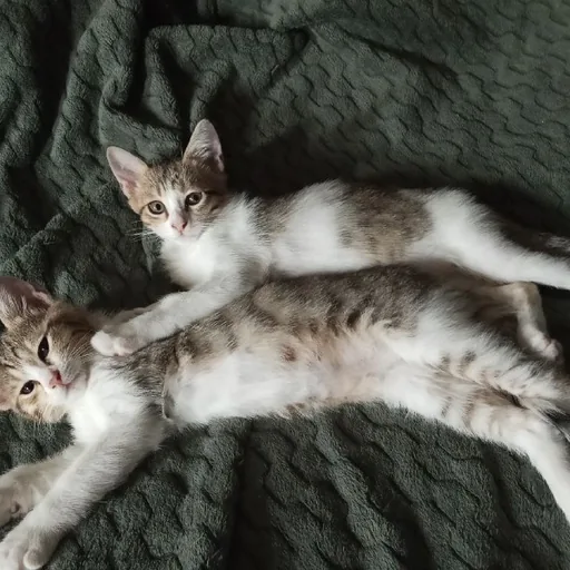 Котята
