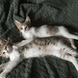 Котята 1