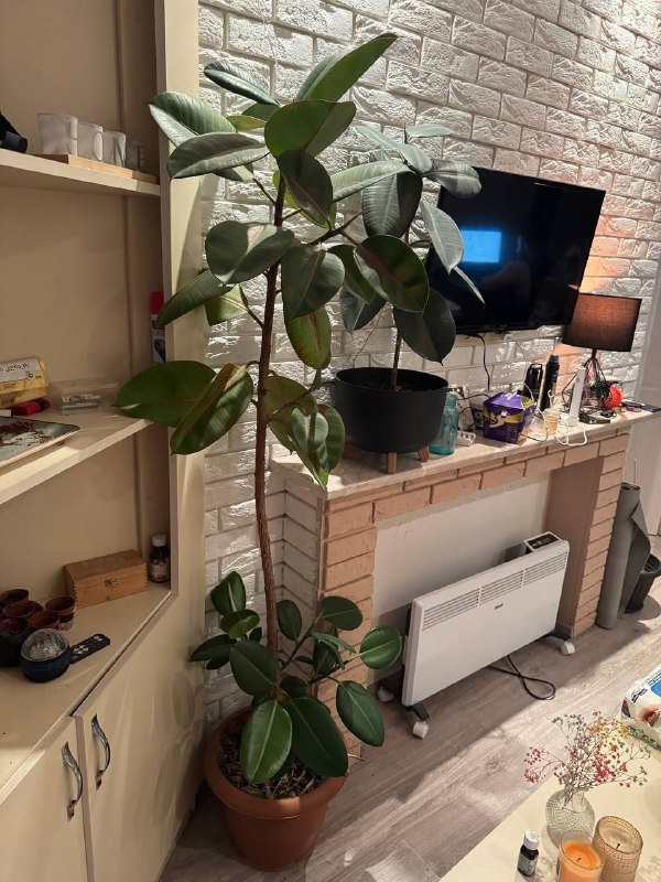 Фикус Эластика 220 см