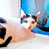 Мерилин, кошка 2