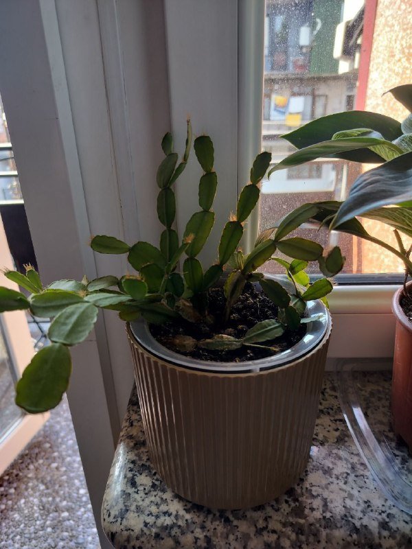 Каллизия ползучая, Декабрист, Толстянка, Очиток краснокрашеный большой и маленький 3