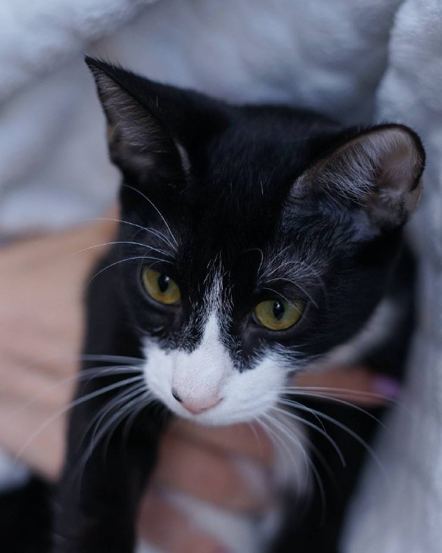 Котенок Вишенка для принятия в семью 8