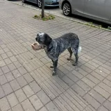 Потерялась собака, Баки 2