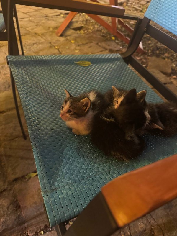 4 маленьких котенка 2