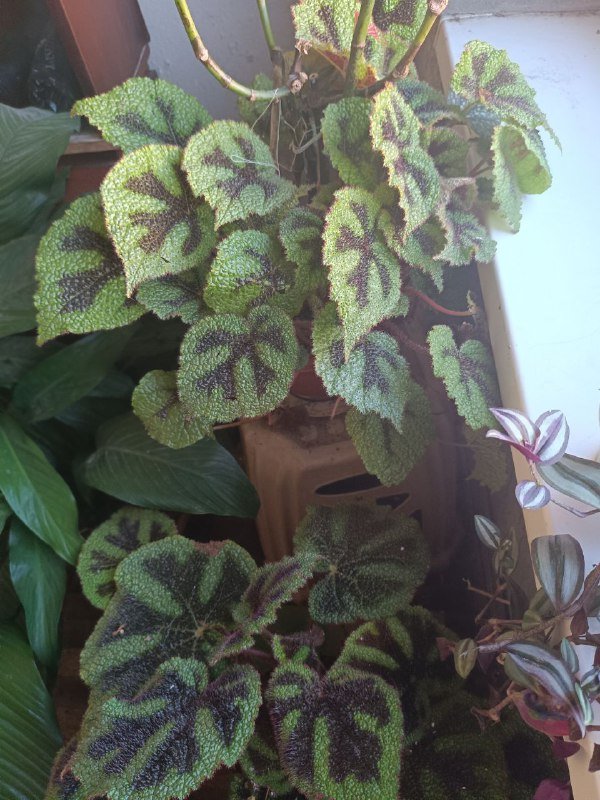 комнатные цветы 6