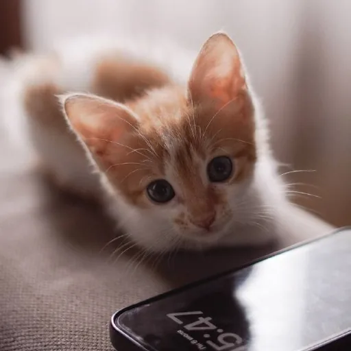 Рыжий котенок