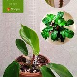 Комнатные растения 7