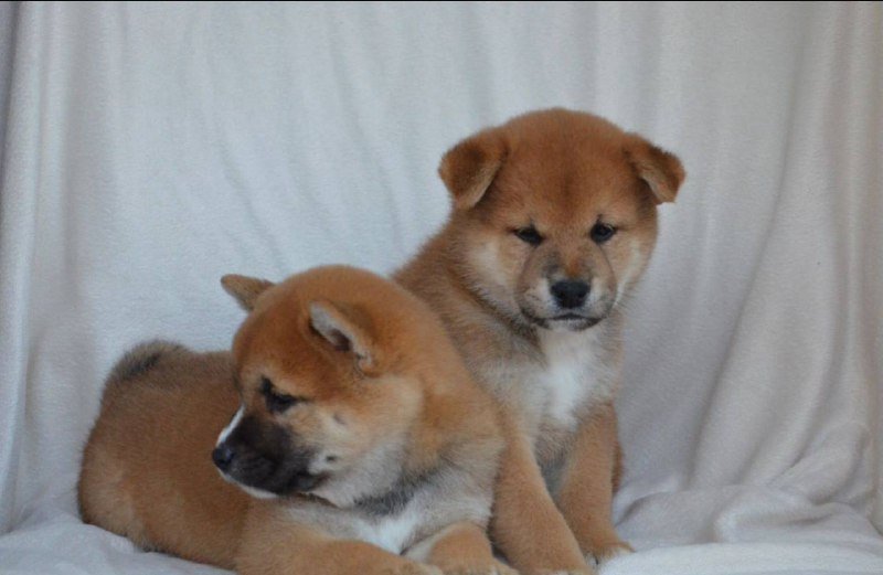 Щенки Сиба Ину, две девочки и два мальчика