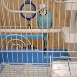 Попугай, клетка 2