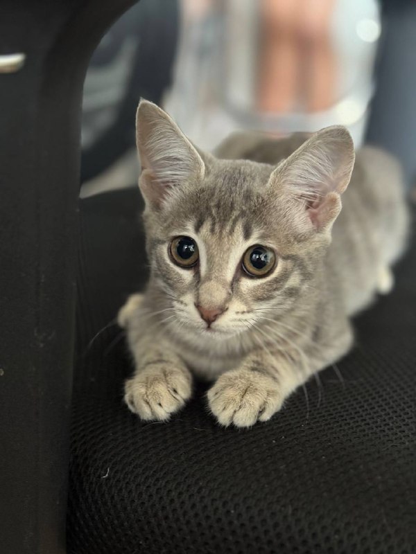 Котёнок ищет дом 4