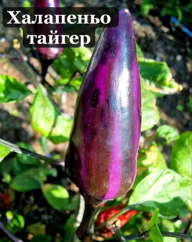 Цветущий мексиканский острый перец в горшке 5 л