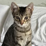 Котенок Айко 4