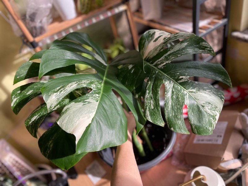 Крупные листья монстеры Альбы, черенок с корнями, домашнее растение 3