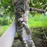 Котята 3