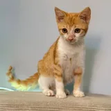 Котята Пряник и Печенька 2