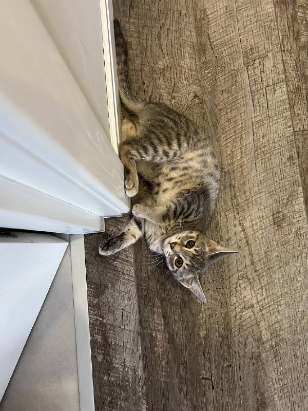 Кошка Соня ищет дом 3