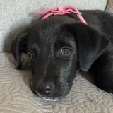Щенок Молли ищет семью 1