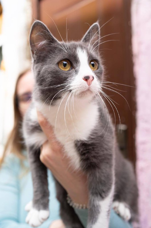 Кошка Иви, 7 месяцев, в хорошие руки 3