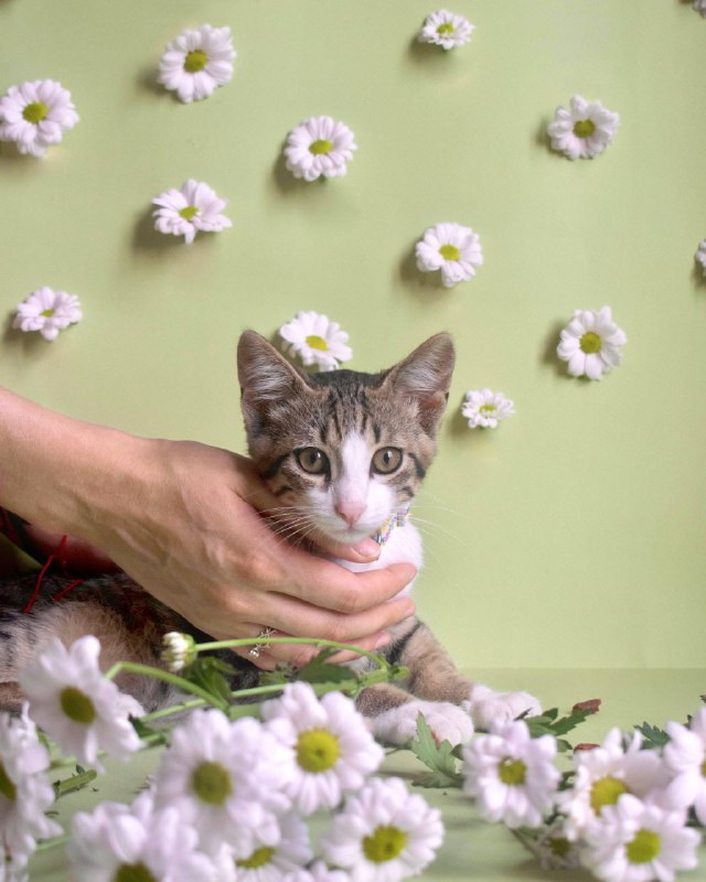 Котёнок Васька ищет дом 3