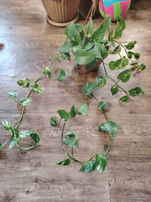 Комнатные растения 4