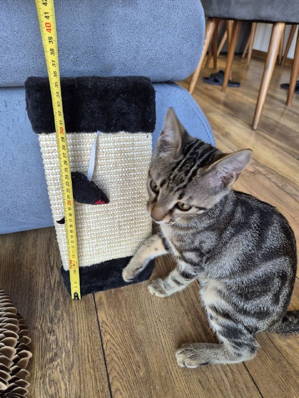 Когтеточка