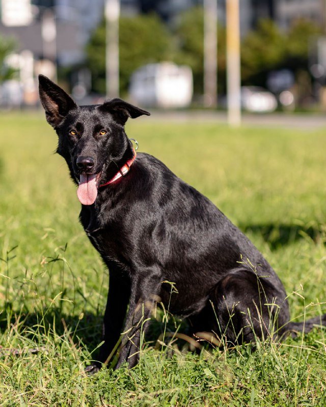 Метиска овчарки для дома
