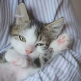 Котёнок Шмат ищет дом 2