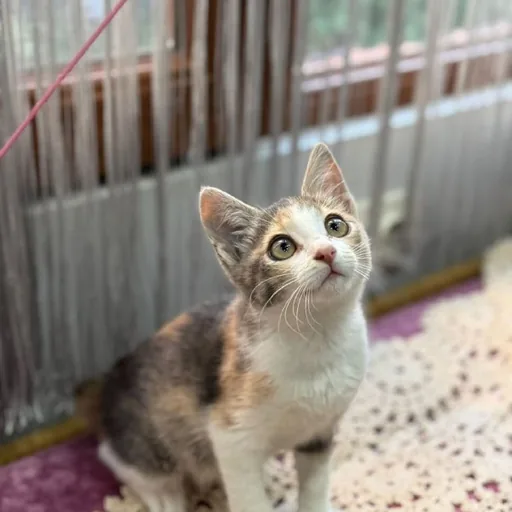Котенок девочка