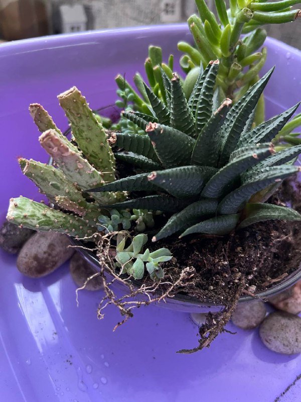 6 видов суккулентов с плошкой 2