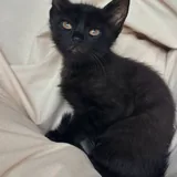 Черный котенок Вуглик ищет семью 3