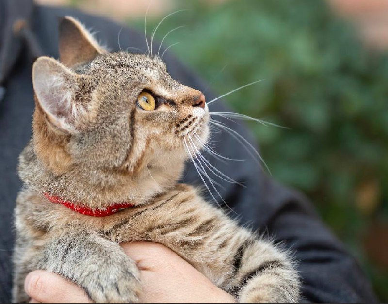 Котёнок тигрёнок в дар