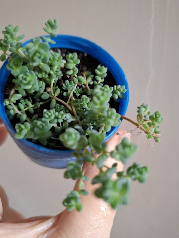 Комнатные растения разные виды 4