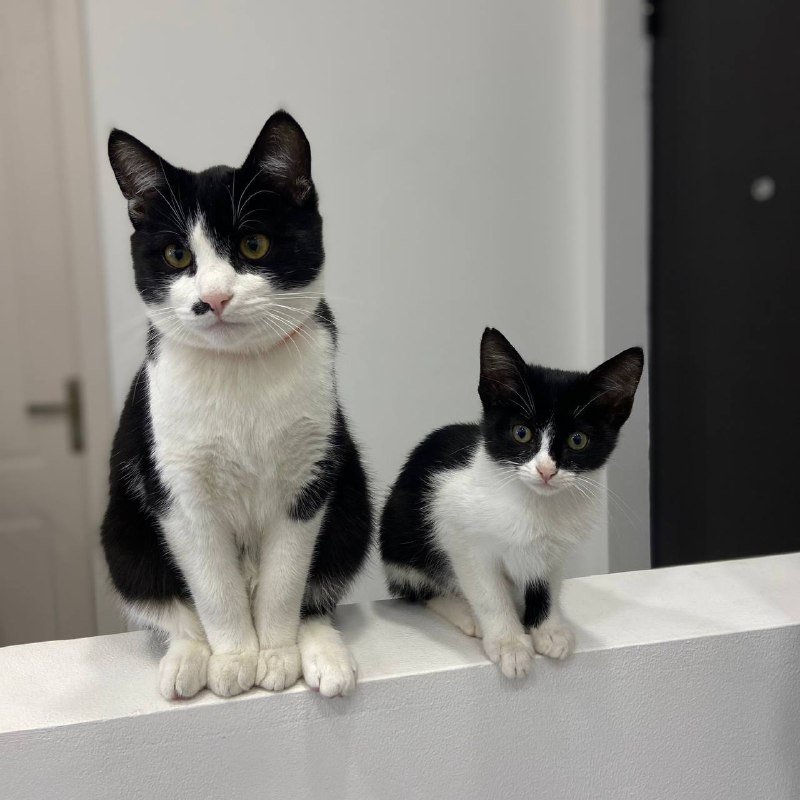 Два кота Шерлок и Смоки в дар 3