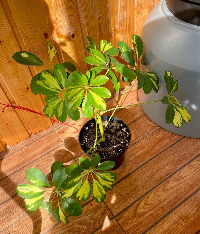 Вариегатные шефлера домашние растения 2