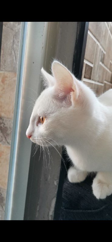 Котенок 3 месяца, девочка, отдам в хорошие руки 2