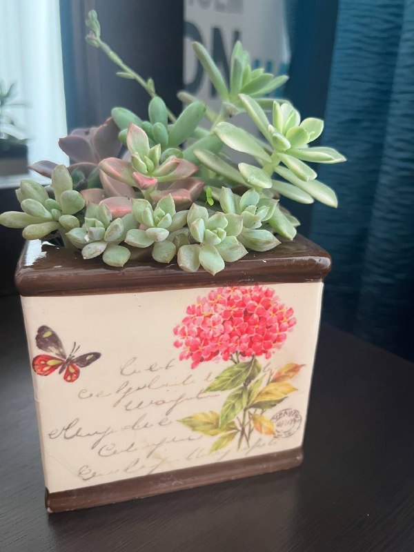 Plants in decorative pot