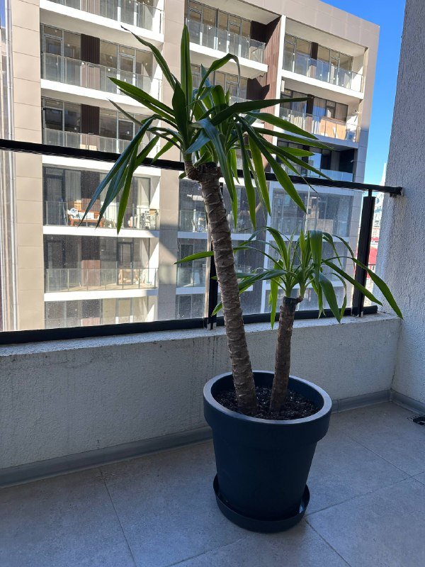 Диваны, столы, стулья, растение Юкка с горшком 2